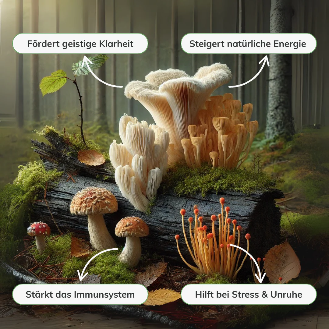 Vorschaubild 5