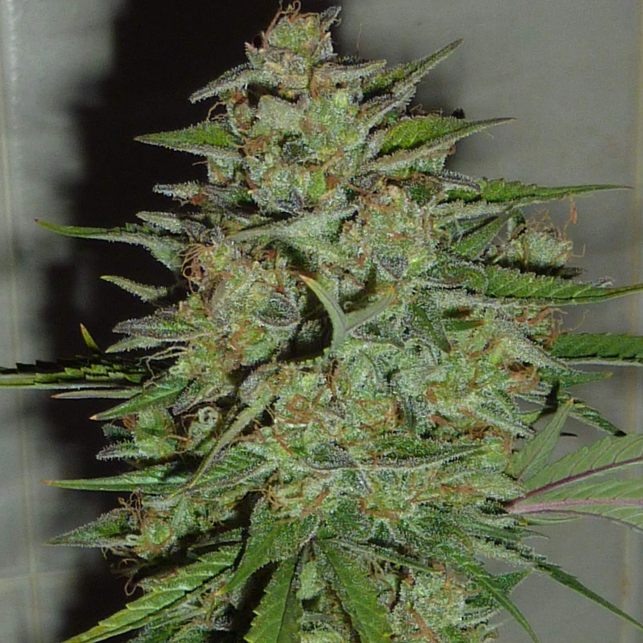 Produktbild 1