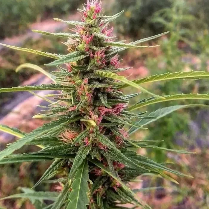 Produktbild 1