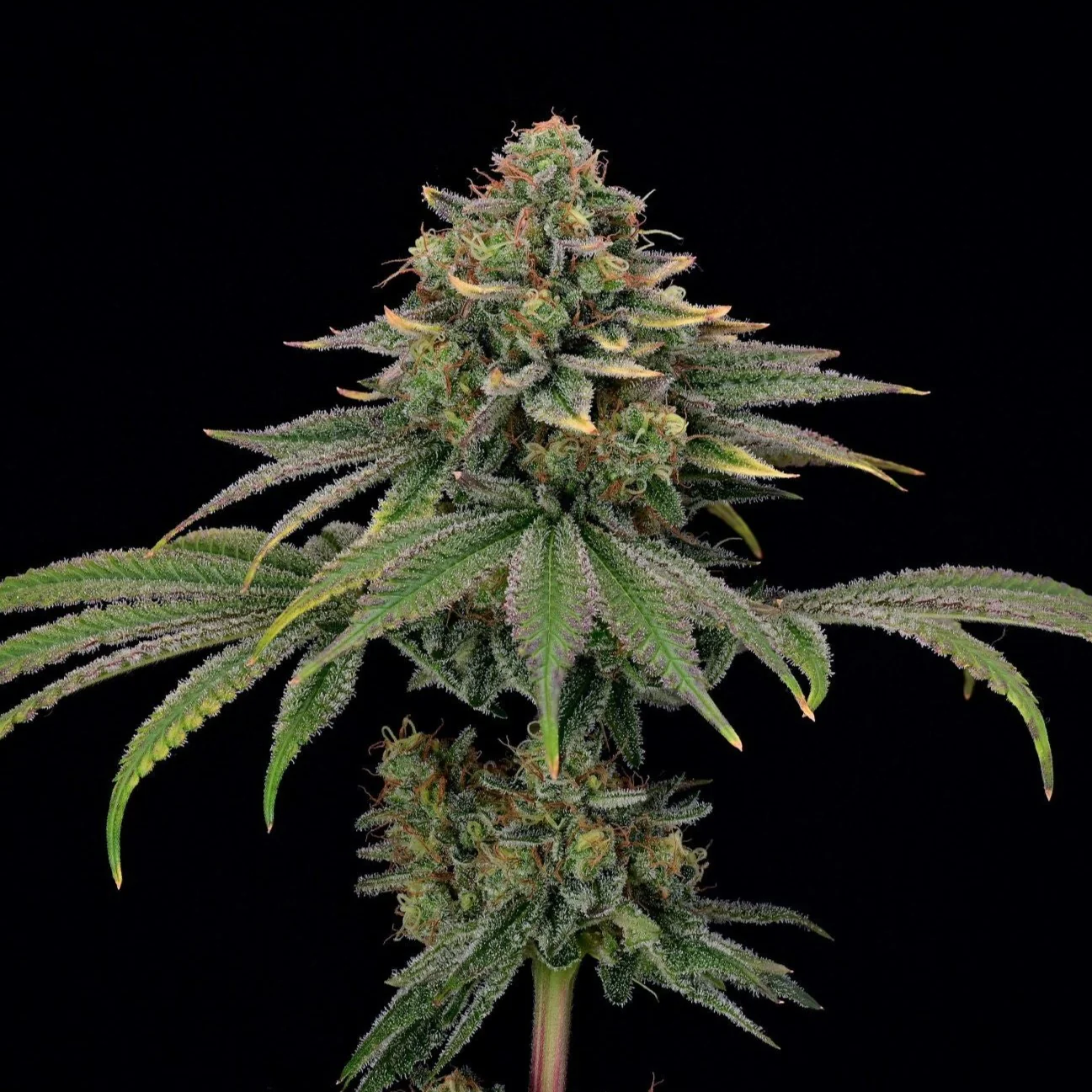 Produktbild 1
